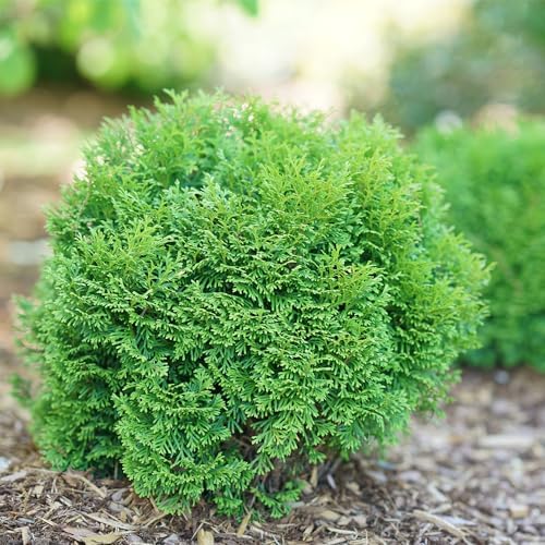 Proven Winners 2 Gal. Tater Tot Arborvitae Shrub - Image 2