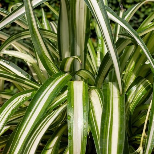 Easy to Grow Spider Plant Variegated 2 Full Size Potted Plants - Large Established Houseplants in 4" Quart Pots - Indoor Outdoor, Low Maintenance, Air-Purifying (Not Starter Plugs) - Image 2