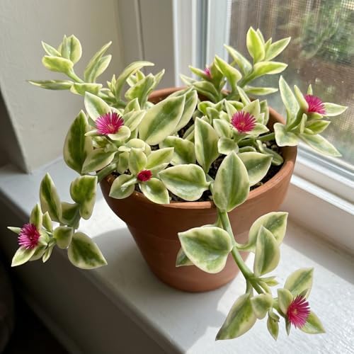 Variegated Delosperma Ice Plant, Succulent Live Plant, 5-7 Inch Tall - Image 6