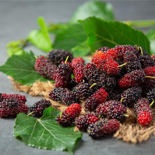 Mulberry Illinois Everbearing Plant (4 Pack) | Real Live Fruit Plants for Sale| Easy to Grow Live Plants for Organic Gardens | Organic Landscaping, and Indoor or Outdoor Planting. - Image 2