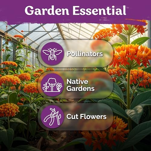 150 Orange Butterfly Milkweed Heirloom Flower Seeds, Asclepias Tuberosa - Image 6