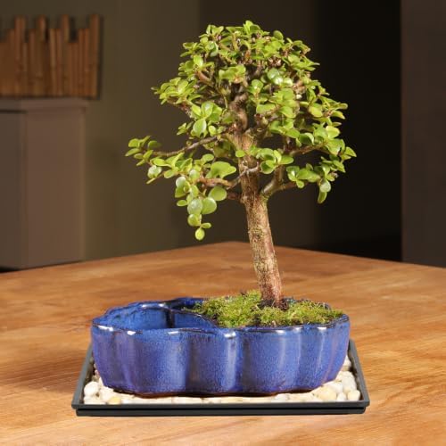 Brussel's Bonsai - Small Jade Live Bonsai Tree with Tray, Indoor Plant - Image 4
