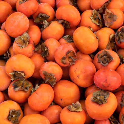 Persimmon Tree Live Plant, 6-12 Inch Tall Plant Well Rooted in Quart Pot - Image 3