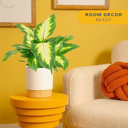 Costa Farms Dieffenbachia, Live Indoor Plant, Easy Care, Home Decor - Image 2