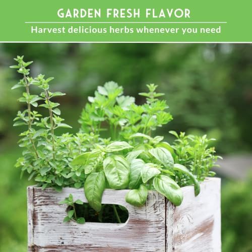 Culinary Herb Seeds 18 Variety Pack for Planting Indoors or Outdoors - Image 5