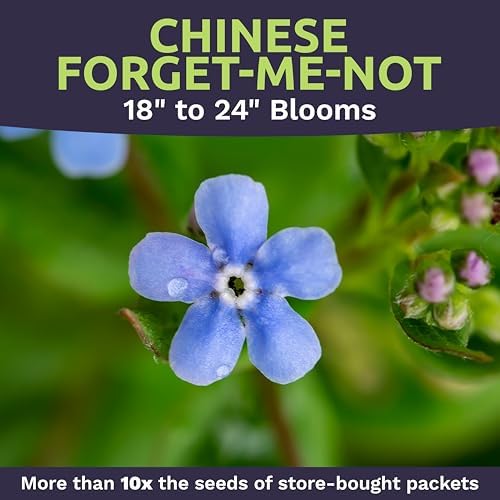 Chinese Forget Me Not Wildflower Seeds - Bulk 1/4 Pound Bag - Over 22,000 Open Pollinated Seeds - Blue Cynoglossum amabile - Image 4