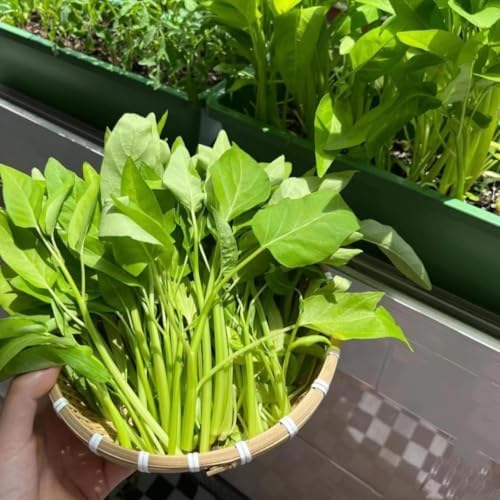500+ Kong Xin CAI Vegetable Seeds Water Spinach Kangkong Delicious Vegetable Seeds for Green Leaf Planting Garden Non-GMO Choy Ong Seed - Image 2