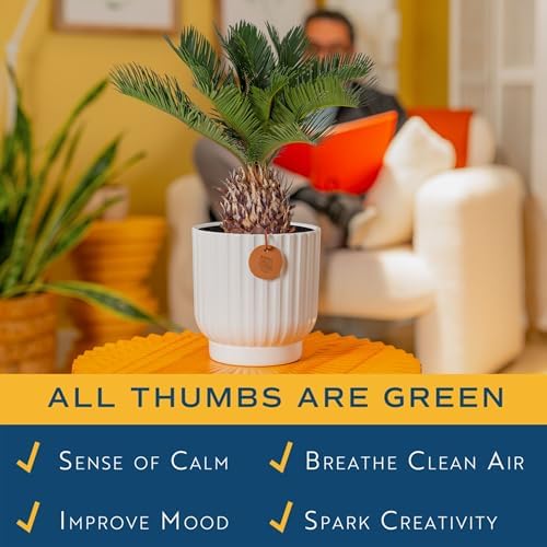 Costa Farms Sago Palm, Live Indoor Plant, Tropical Decor, Air Purifying - Image 4