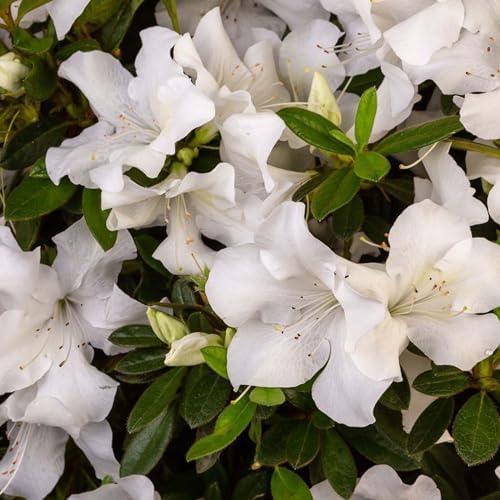 Perfect Plants Autumn Ivory Encore Azalea, 1 Gallon, Live Plant - Image 4