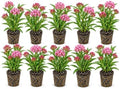 Swamp Milkweed Live Plant Plugs – Asclepias incarnata – Native Pink Flowering Perennial for Monarch Butterfly & Pollinator Gardens, 10 Plants by CZGrain