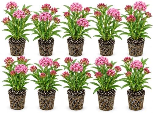 Swamp Milkweed Live Plant Plugs – Asclepias incarnata – Native Pink Flowering Perennial for Monarch Butterfly & Pollinator Gardens, 10 Plants by CZGrain