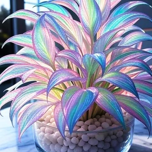 Mixed 305+ Hosta Seeds Mix for Planting,Colorsed Hostas Seeds Rare Perennial Under Trees & North Facing Areas Shade,Drought Tolerant Perennial Ground Cover with Decorative Gardens - Image 3