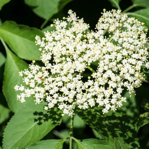 10 Black Elderberry Cuttings Live Plants, Berry Fruit Bush, 6-8 Inch Tall - Image 6