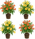 Set of 4 Tecoma Stans Mix Live Plants, 2 Orange & 2 Yellow Bells, 4-8 in by BEEJOYSSHOP