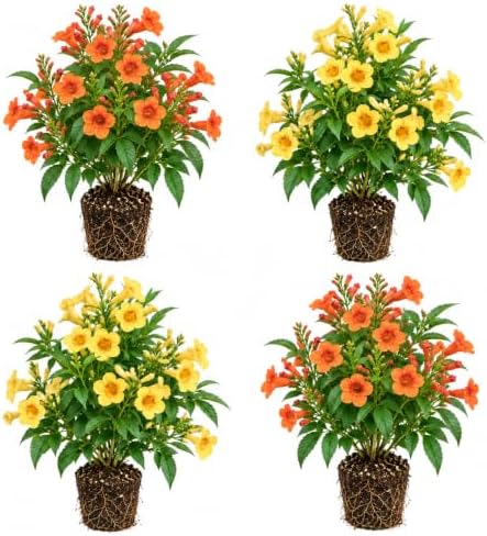 Set of 4 Tecoma Stans Mix Live Plants, 2 Orange & 2 Yellow Bells, 4-8 in by BEEJOYSSHOP
