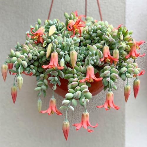 Rare Cotyledon Pendens Live Plant, Well-Rooted Starter Plant, 4 Inch Pot by Unknown