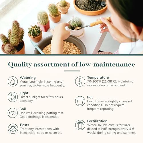 Shop Succulents Premium Live Mini Cactus and Succulent Plants in 2" Pots, Easy Care Indoor or Outdoor Gardening, Terrariums, Favors, & Contemporary Spaces with Hardy, Resilient Varieties, Pack of 20 - Image 7
