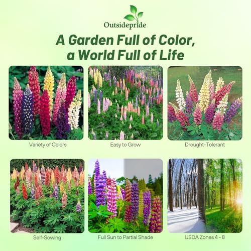 Outsidepride Mixed Russells Lupine Seeds - 1 Lb. Perennial, Self-Sowing, Cold Hardy & Frost Tolerant Wildflower Seeds for Fall Planting, Ideal for Attracting Pollinators & Hummingbirds - Image 2