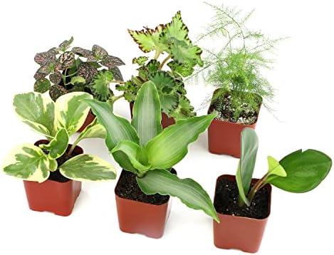 Altman Plants Live Houseplants (6PK), Indoor Plants for Delivery Prime, Live Plants and Gardening Gifts for Plant Lovers, Planters for Indoor Plants with Potting Soil, Live House Plants Indoors Live by AltmanPlants