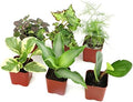 Altman Plants Live Houseplants (6PK), Indoor Plants for Delivery Prime, Live Plants and Gardening Gifts for Plant Lovers, Planters for Indoor Plants with Potting Soil, Live House Plants Indoors Live by AltmanPlants