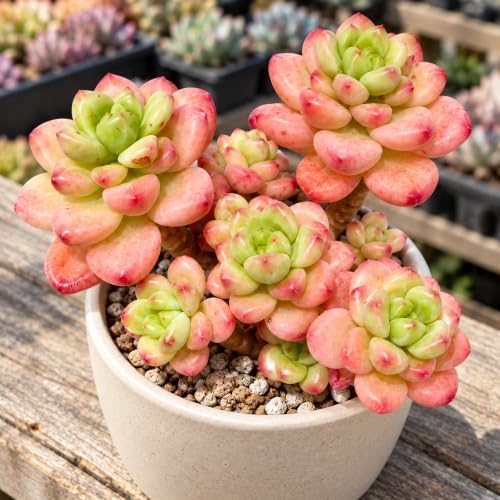 Sedeveria 'Shangri La' Live Succulent Plant 3-3.5", Bare Root, No Pot or Soil, Easy Care Hybrid Succulent for Decorative Containers, Indoor Displays, Rock Gardens & Plant Collections - Image 3