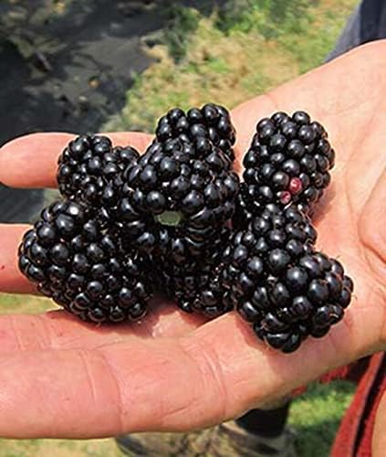 Big Daddy BlackBerry Live Plant (5-9" Tall) – Giant Thornless Berry Bush – Zones 5-9 – Vigorous Rubus Starter for Patio Containers or Gardens – Massive Fruit & Pain-Free Harvest by Unknown