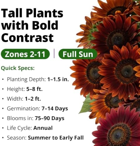 HOME GROWN Sunflower Seeds, Velvet Queen, 200 Seeds, Helianthus annuus - Image 3