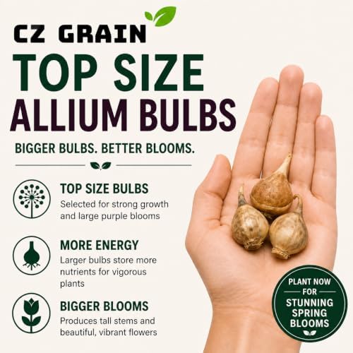 10 Dark Purple Allium Bulbs Blooming Onion Flowering Perennial Garden Flower - Image 3