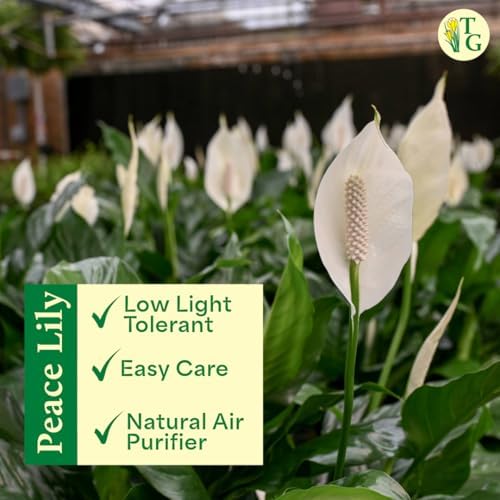 Live Peace Lily Plant, Spathiphyllum, Low Light, Easy to Grow, 6" Pot - Image 5