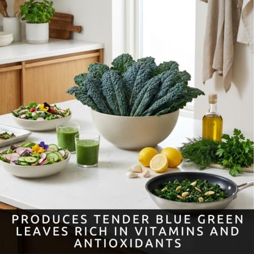 Dwarf Blue Kale Seeds for Planting | Cold Hardy Leafy Green | 100 Seeds - Image 3