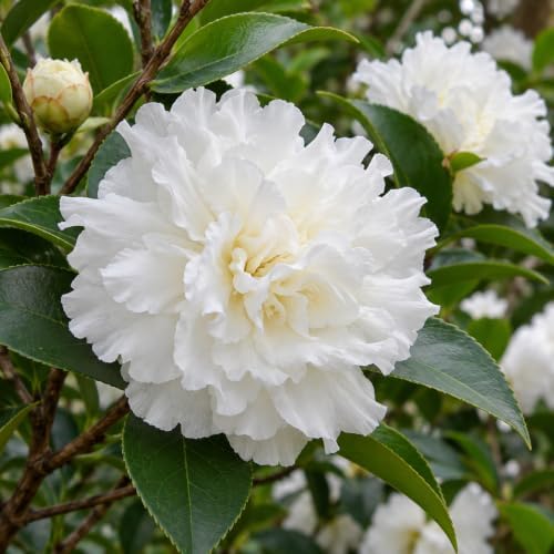 October Magic Ivory Camellia Shrub - 12-18" Tall Live Plant - Gallon Pot - Image 4