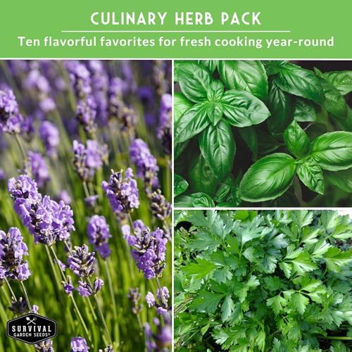 10 Culinary Herb Seed Packs for Planting – Survival Garden Seeds - Image 5