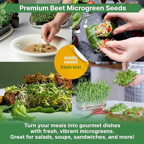 Organo Republic Beet Sprouting & Microgreens Seeds - 20,000 Non GMO Heirloom Seeds, Sprouts in Bulk 1lb Resealable Bag for Planting and Growing in Soil, Coconut Coir, Aeroponic & Hydroponic System - Image 5