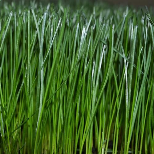 Turf Type Tall Fescue Grass Seed Blend, 50 lb. Bag - Image 5