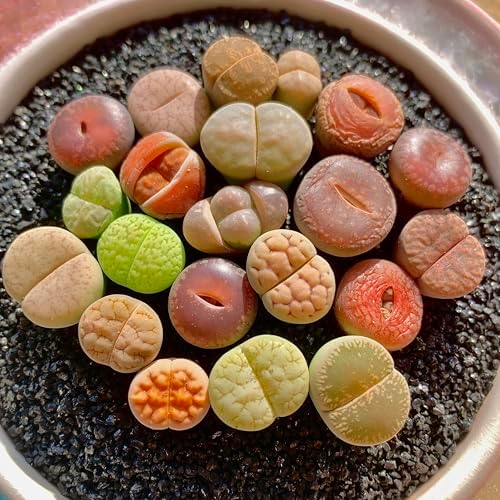 Lithops Succulent Plants Live – 0.6-0.8" 30 Pcs Rare Living Stones Mix, Succulents Bare Root Without Pot & Soil, Easy-Care Indoor Office Desk Decoration, Unique Plant Gifts for Succulent Lovers - Image 3