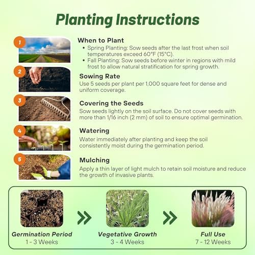 Outsidepride Mix Pampas Grass Seeds – 1,000 Pcs. Perennial, Drought-Tolerant Ornamental Grass for Large Garden Borders, Privacy Landscaping, Xeriscaping, and Low-Maintenance Outdoor Spaces (Pack of 2) - Image 4