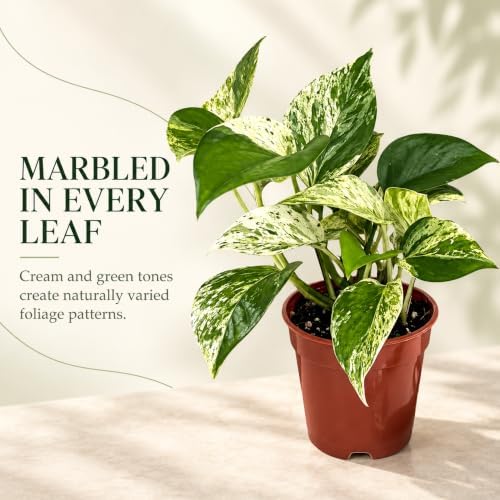 Marble Queen Pothos Live Plant - 4 Inch Creamy Variegated Vine - Image 3