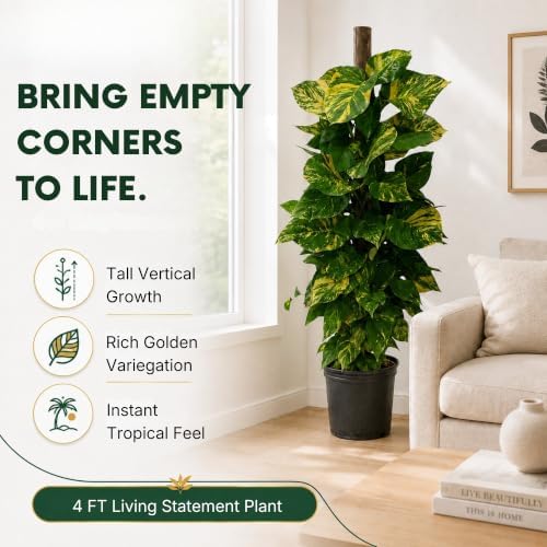 Golden Pothos Totem Pole Live Plant, 4 Ft Variegated Indoor Houseplant - Image 5