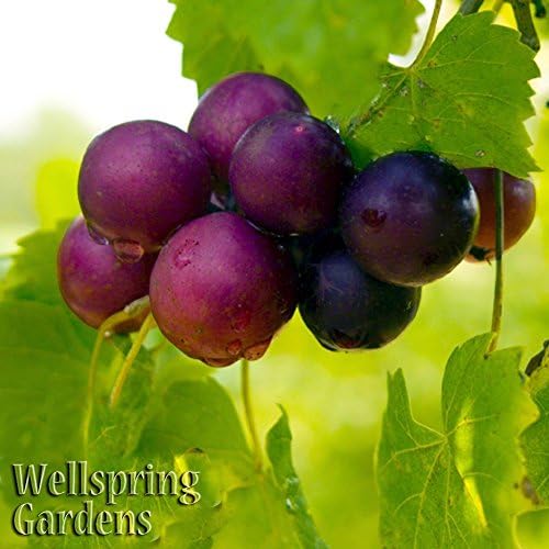 Alachua Muscadine Grape Vine (1-Pack) Live Plant by Wellspring Gardens - Image 4