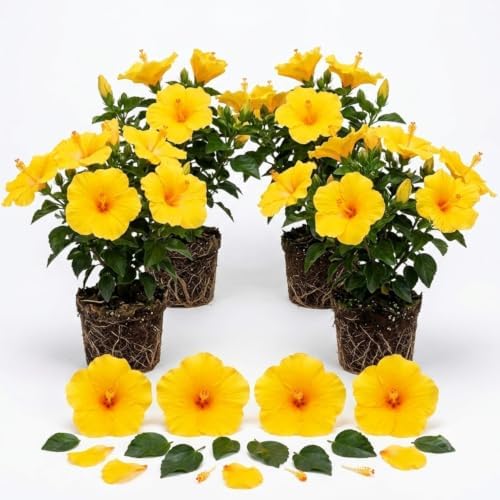 4 Golden Orange Hibiscus Plants Live, Cold Hardy Flower Bush, 4-8" Tall by Unknown