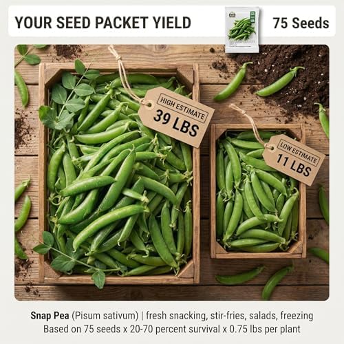75 Sugar Daddy Snap Pea Seeds for Planting - Stringless, No-Trellis Bushy Vines, Heirloom, Non-GMO, USA Grown by RDR Seeds - Image 2