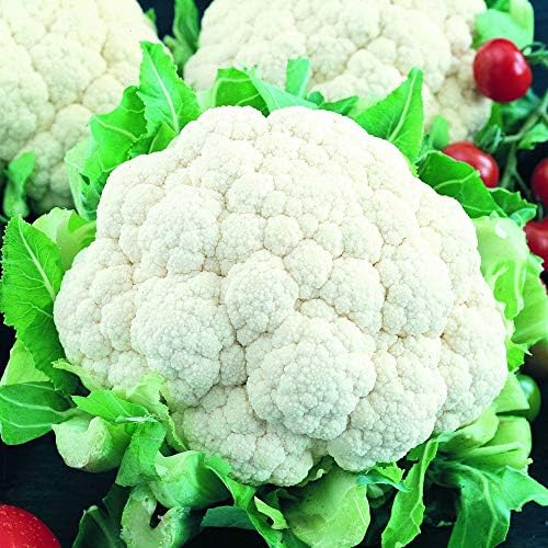 Sustainable Seed Co Organic Self Blanching Cauliflower Seed 1 OZ ~9,000 by SustainableSeed