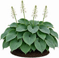 Votaniki Hosta Sieboldiana Elegans Bare Root Perennial Plant Huge Blue Gray Rounded Leaves Slug Resistant Shade Garden Plant White Midsummer Flowers Woodland Focal Point (Pack of 25) by Votaniki