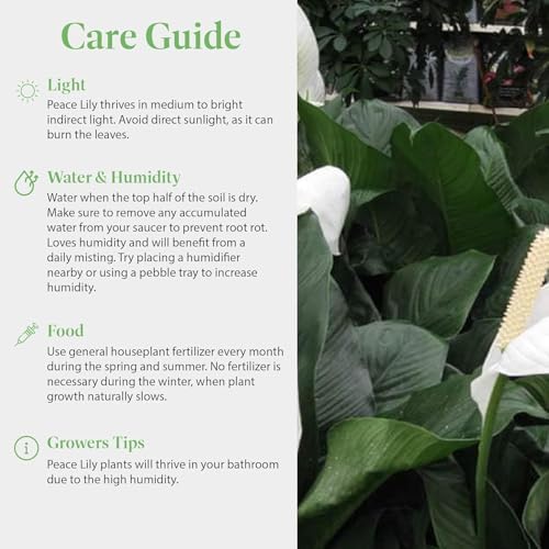 American Plant Exchange Peace Lily Spathiphyllum, 10-Inch Pot - Image 3