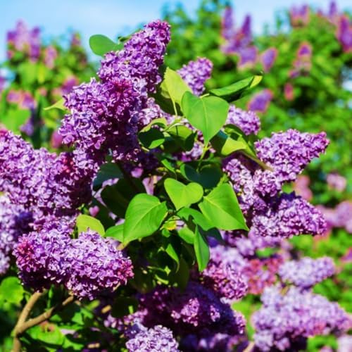 Purple Lilac Plant Live, Flowering Shrub, 8-12 Inch Tall, Bare Root - Image 2