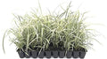 Aztec Grass - 3 Live Plants - Variegated Liriope - Ophiopogon Intermedius Argenteomarginatus by FloridaFoliage