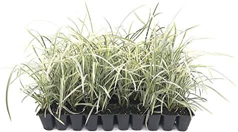 Aztec Grass - 30 Live Plants - Variegated Liriope - Ophiopogon Intermedius Argenteomarginatus by FloridaFoliage