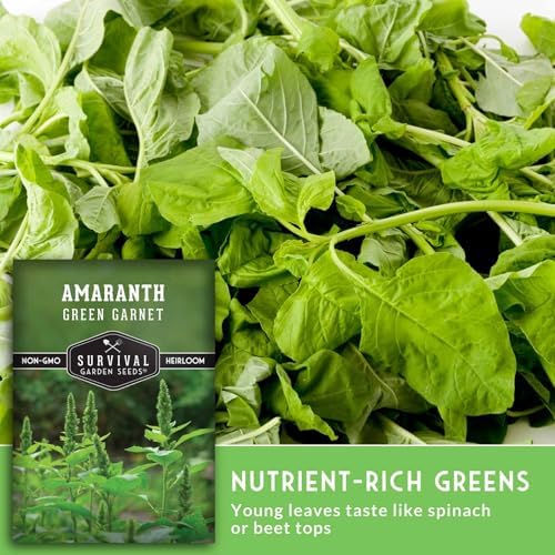 Green Garnet Amaranth Seeds for Planting - Survival Garden Seeds (1 Pack) - Image 5