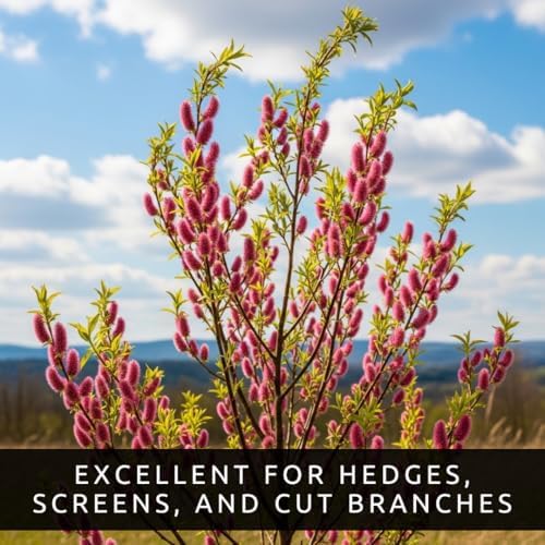 French Pink Pussy Willow Cuttings – 2 Live Pink Pussy Willow Trees – Fresh Salix Cuttings Ready to Plant – Ornamental Catkin Willow Shrubs – Fast Rooting, Cold Hardy Flowering Garden Accent - Image 4