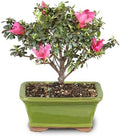 Brussel's Bonsai - Small Satsuki Azalea Live Bonsai Tree, Potted Outdoor Plant by BrusselsBonsai